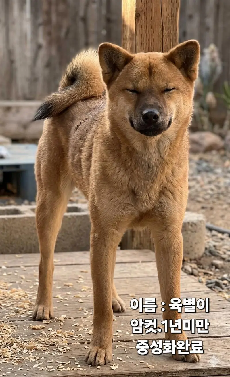기타 보호중 사진