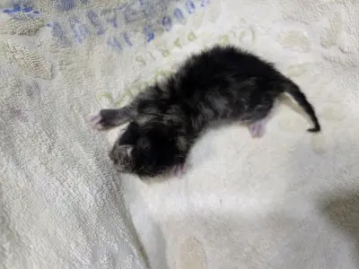믹스묘 보호중 사진