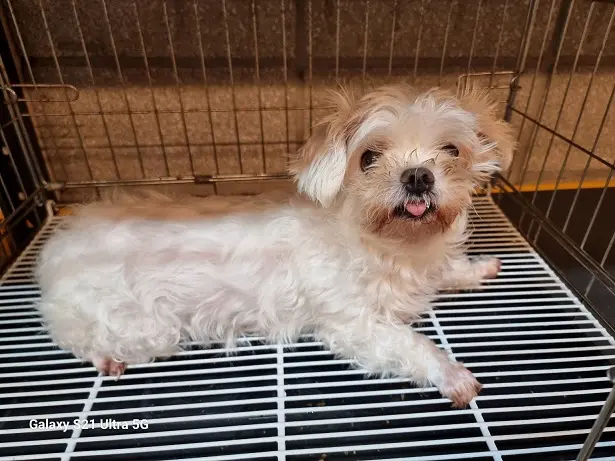 말티즈 보호중 사진