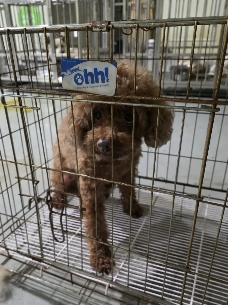 푸들 보호중 사진