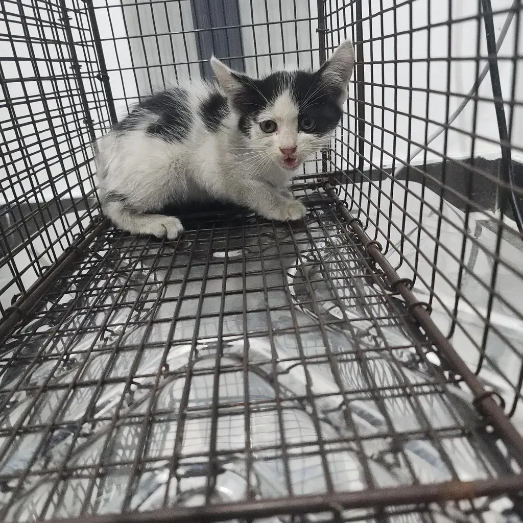한국 고양이 보호중 사진