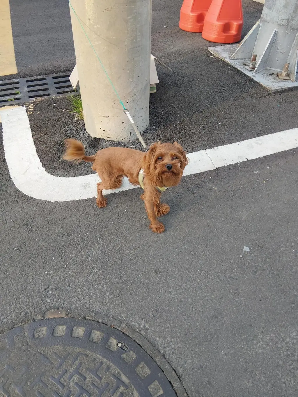 푸들 보호중 사진