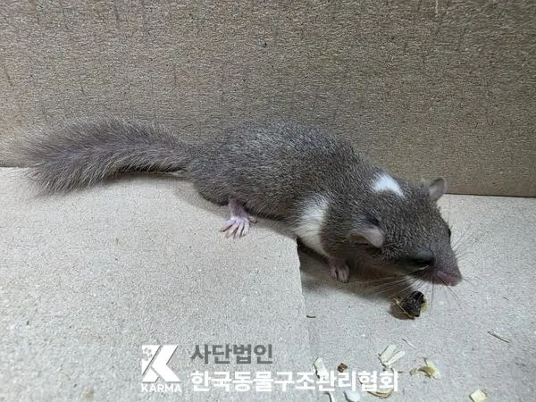 기타축종 보호중 사진