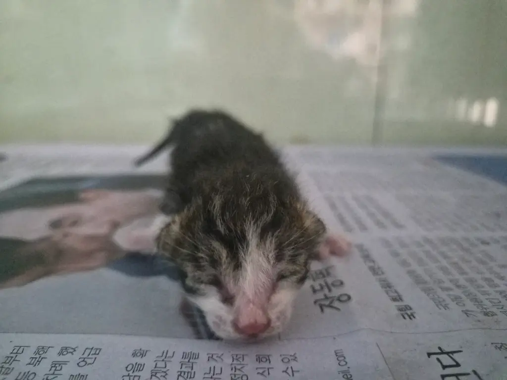 한국 고양이 보호중 사진