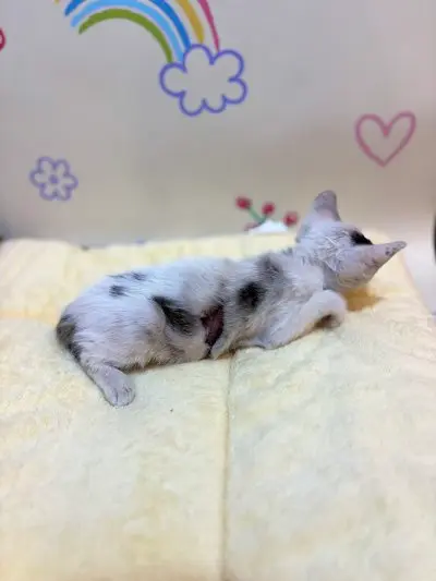 믹스묘 보호중 사진