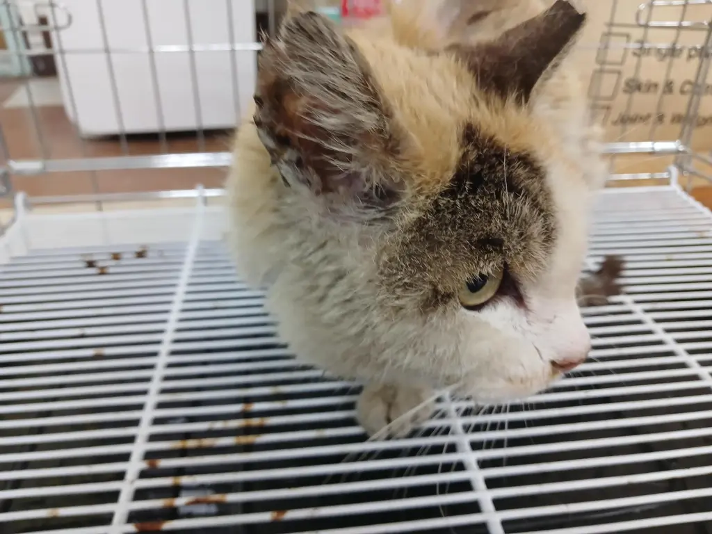 한국 고양이 보호중 사진