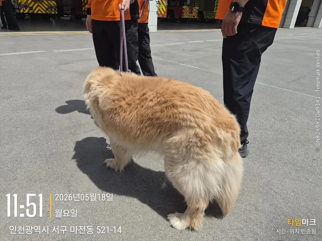 골든 리트리버 보호중 사진