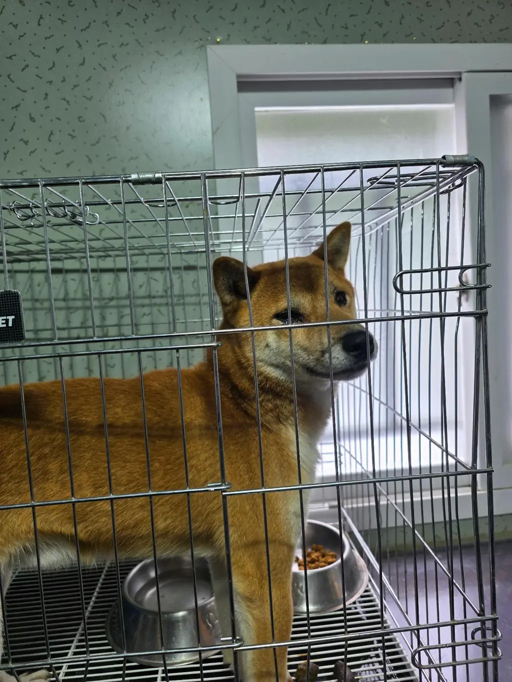 시바 보호중 사진