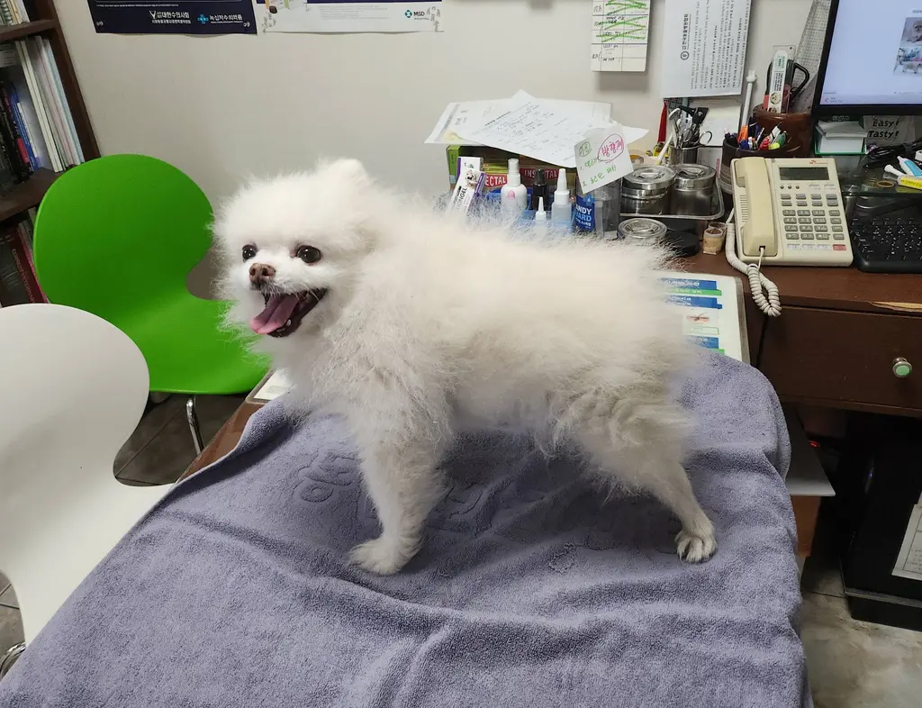 포메라니안 보호중 사진