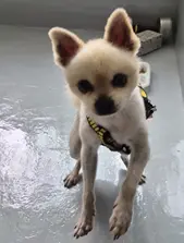 포메라니안 보호중 사진