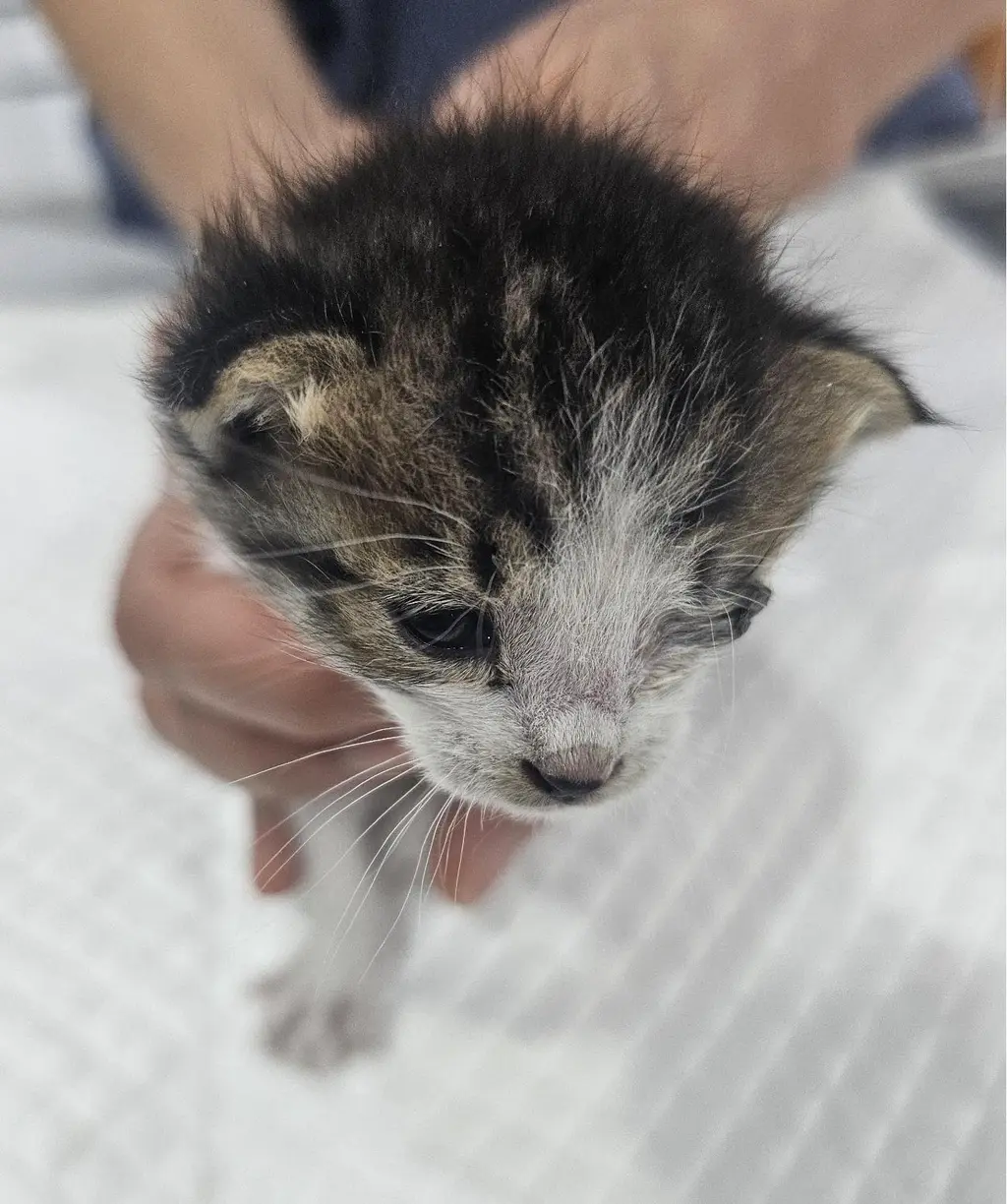 한국 고양이 보호중 사진
