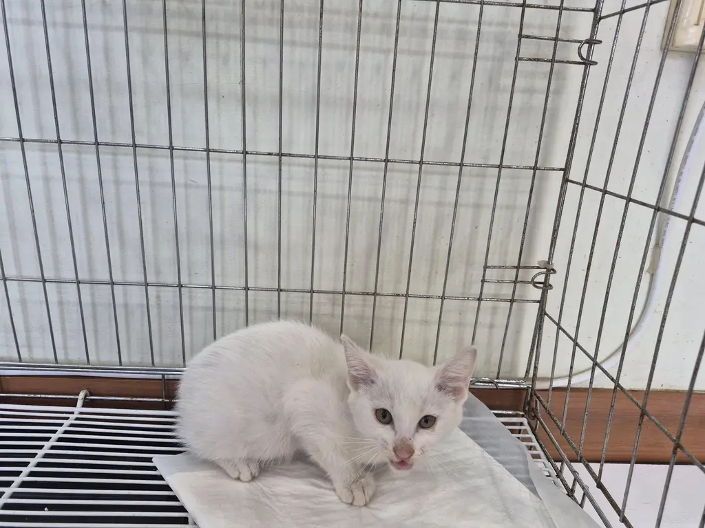 한국 고양이 보호중 사진