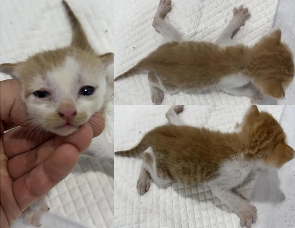 한국 고양이 보호중 사진