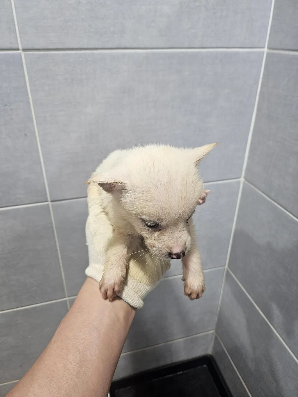 믹스견 보호중 사진