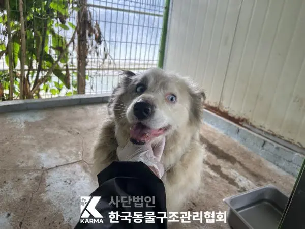 보더 콜리 보호중 사진
