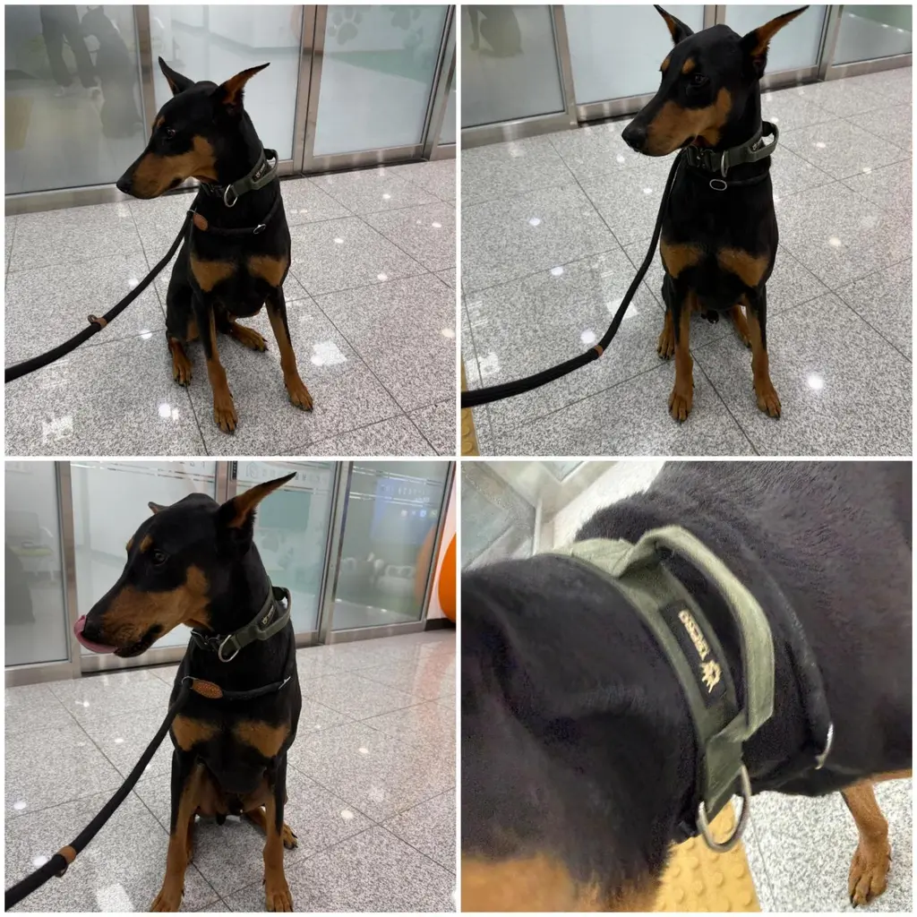 도베르만 보호중 사진