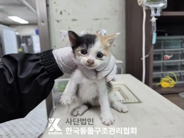 한국 고양이 보호중 사진