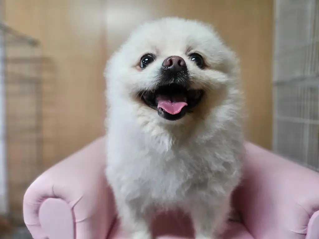 포메라니안 보호중 사진