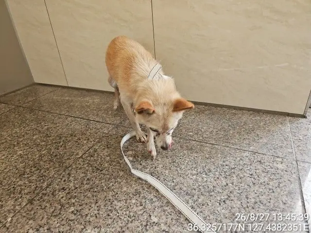 믹스견 보호중 사진