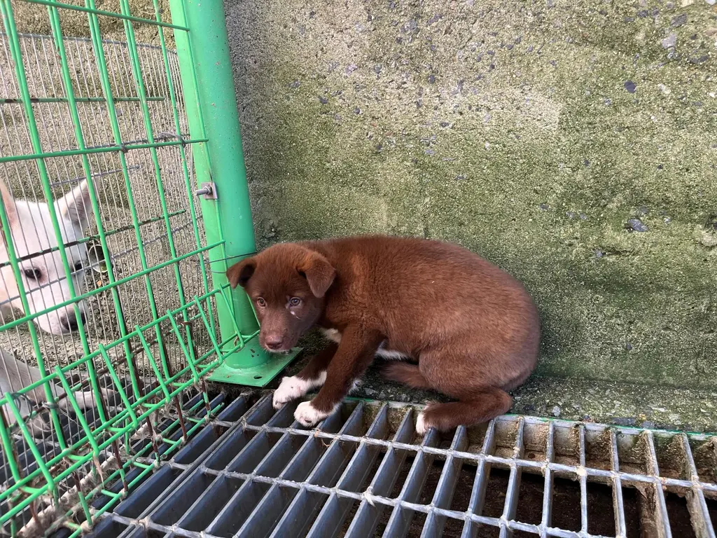 믹스견 보호중 사진
