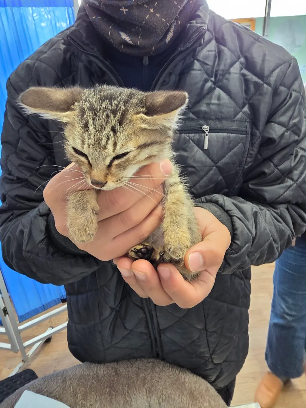 한국 고양이 보호중 사진