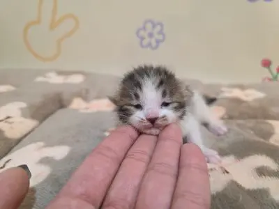 믹스묘 보호중 사진