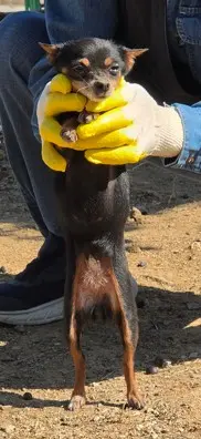 치와와 보호중 사진