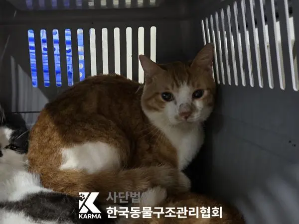 한국 고양이 보호중 사진