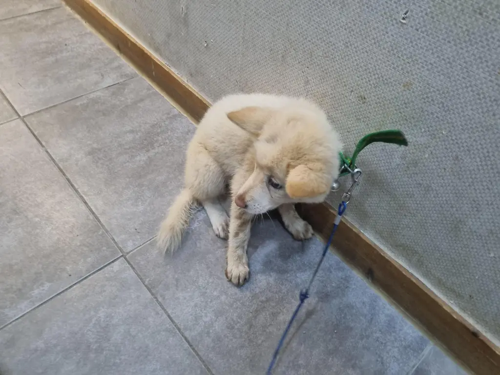 믹스견 보호중 사진
