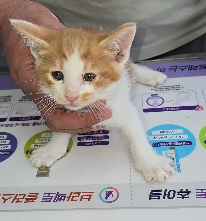 한국 고양이 보호중 사진