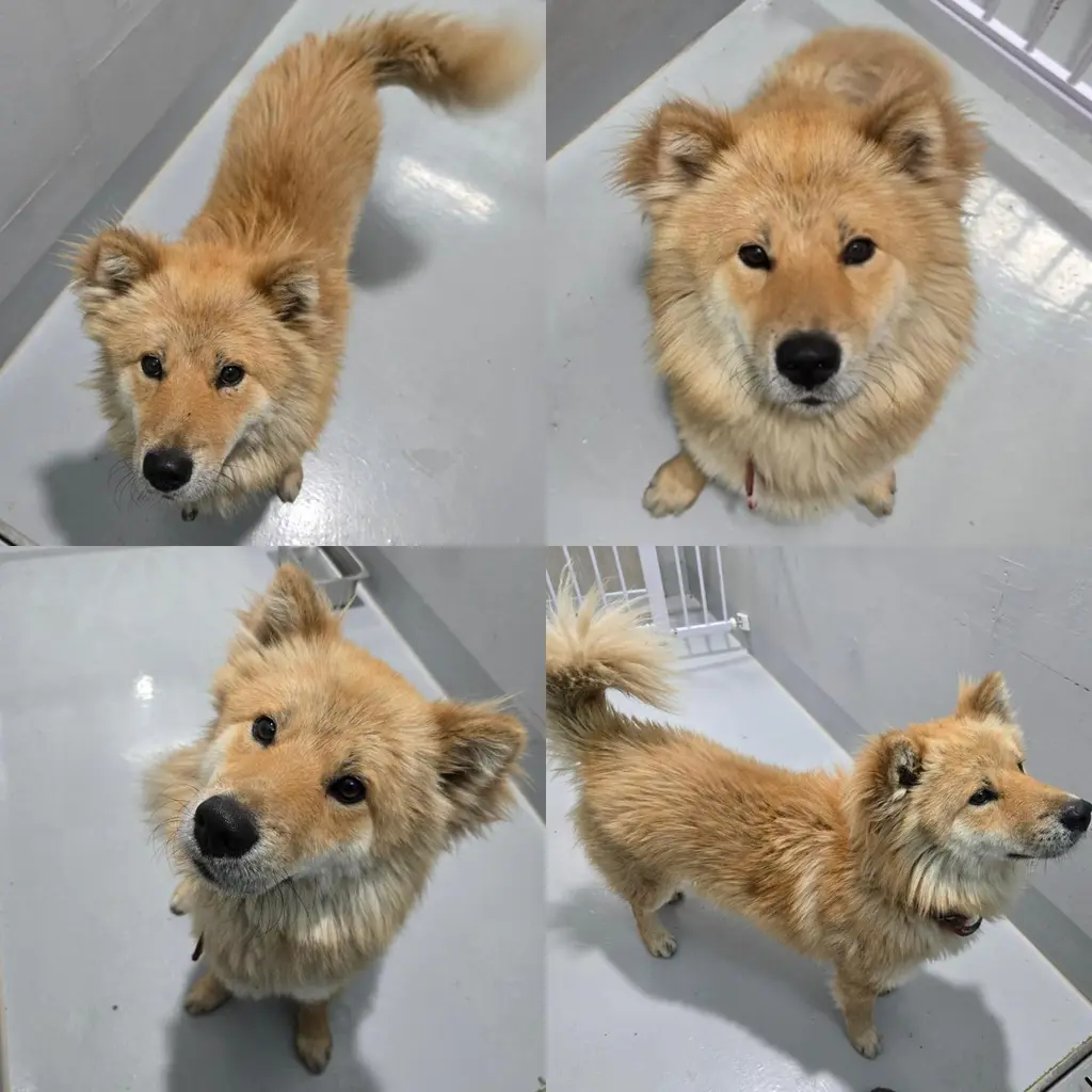 믹스견 보호중 사진