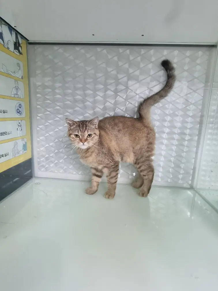 브리티시 쇼트헤어 보호중 사진