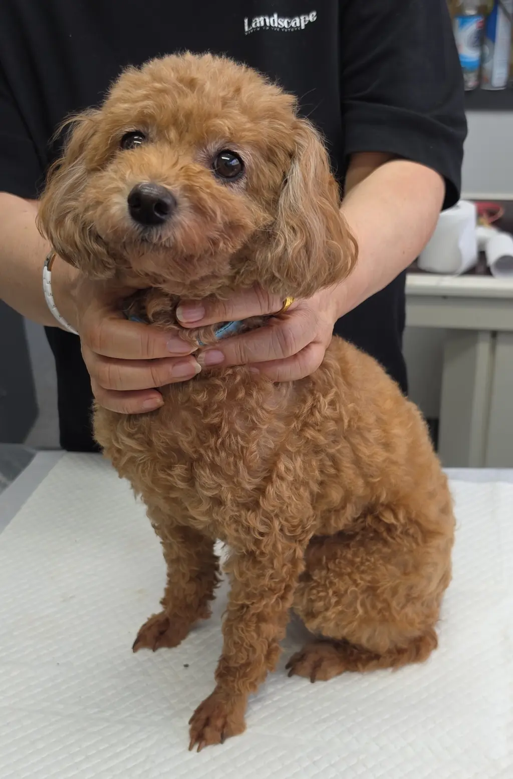 푸들 보호중 사진