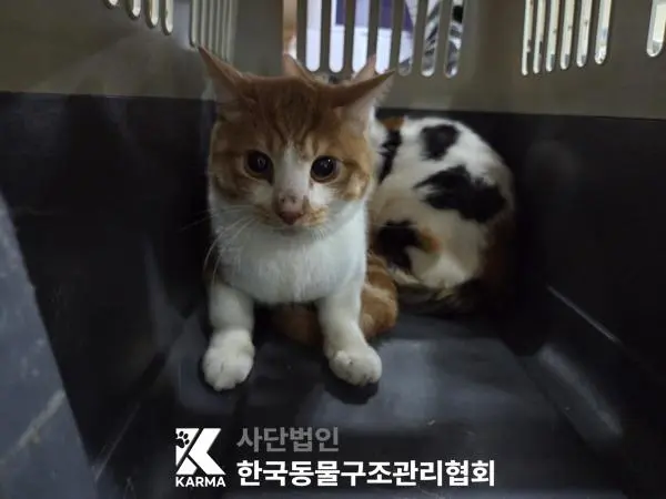 한국 고양이 보호중 사진