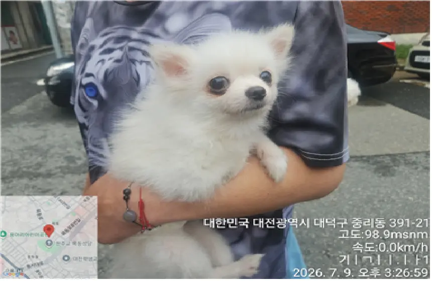 스피츠 보호중 사진