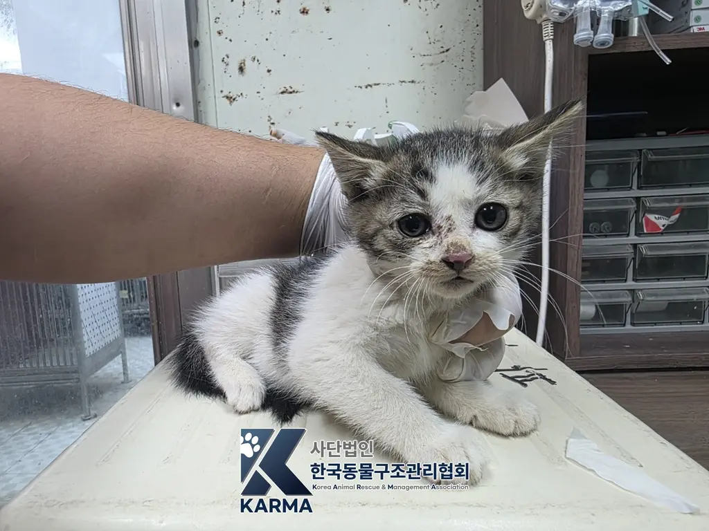 한국 고양이 보호중 사진