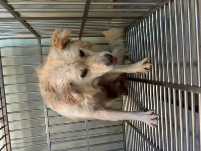 믹스견 보호중 사진