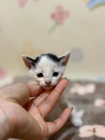 한국 고양이 보호중 사진