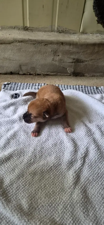 믹스견 보호중 사진