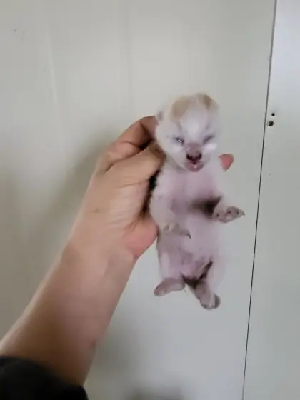 한국 고양이 보호중 사진