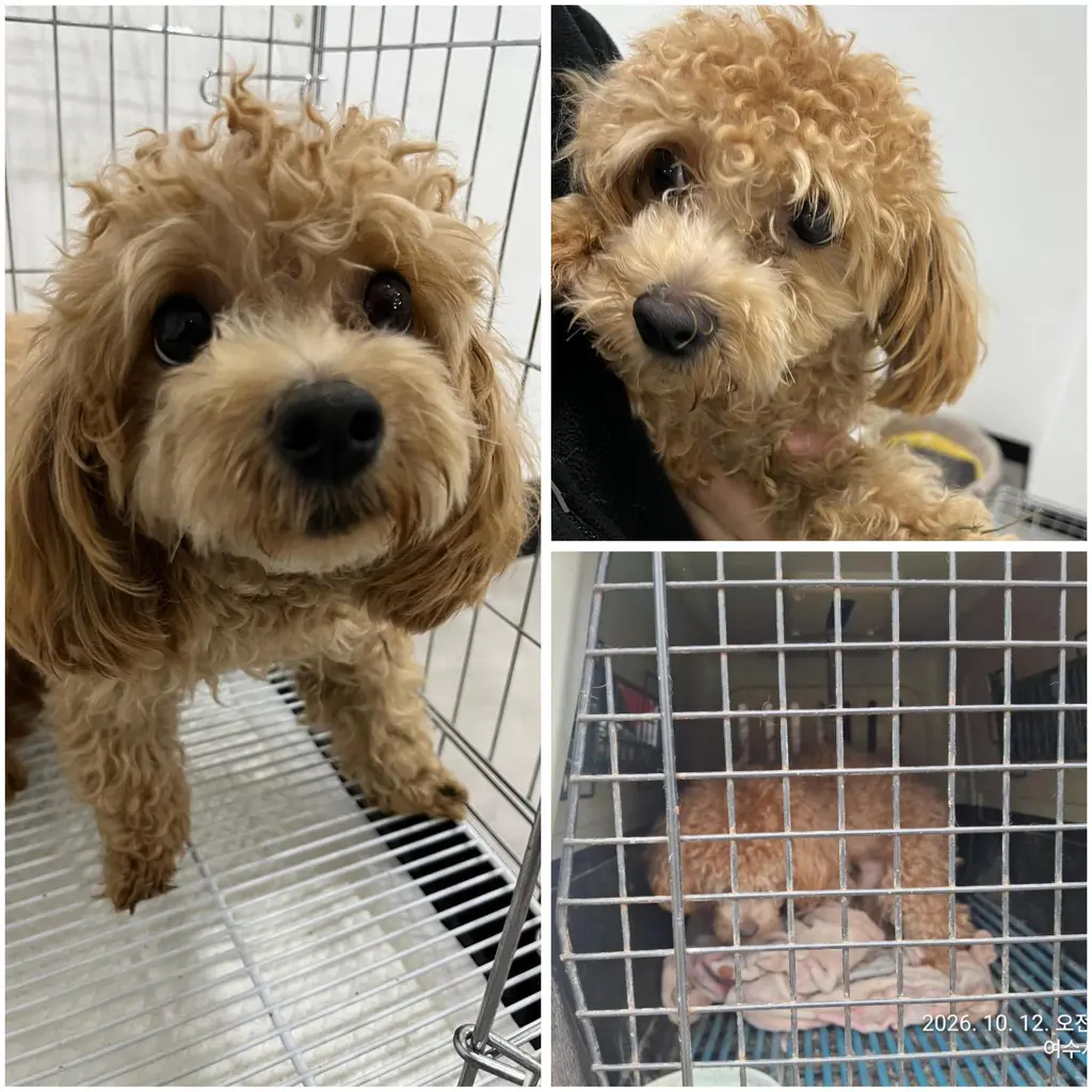 푸들 보호중 사진