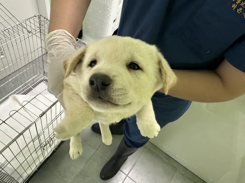 믹스견 보호중 사진