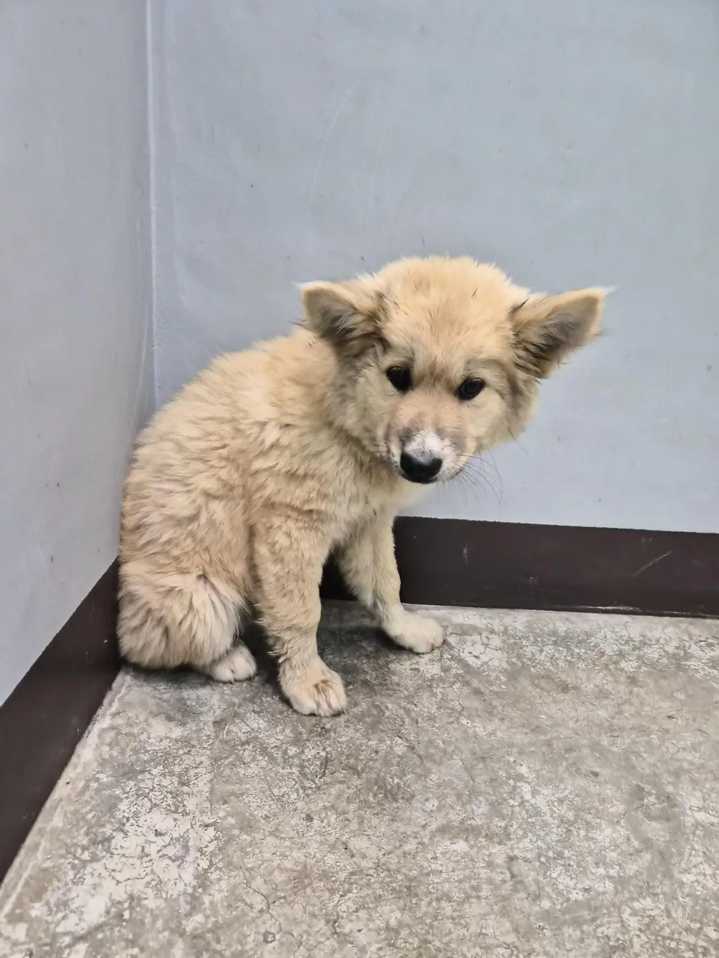 믹스견 보호중 사진