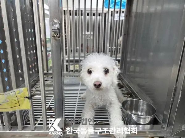 푸들 보호중 사진