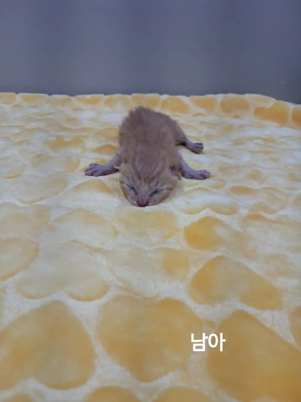 한국 고양이 보호중 사진