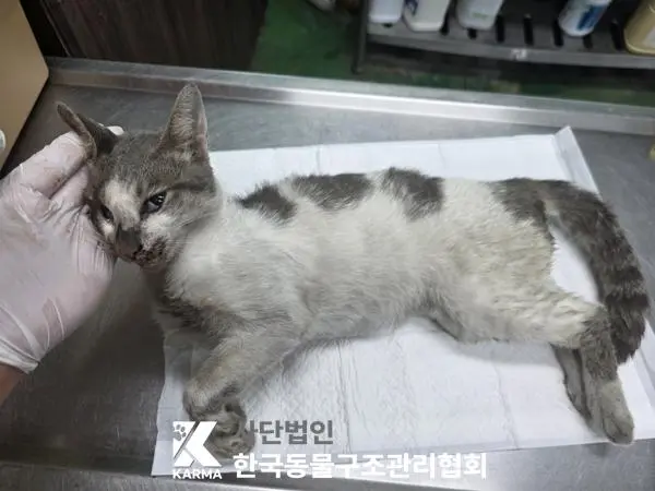 한국 고양이 보호중 사진