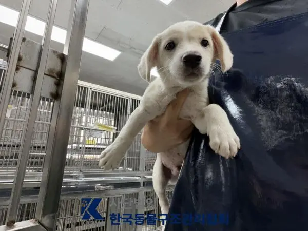 믹스견 보호중 사진