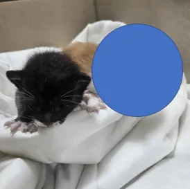 한국 고양이 보호중 사진