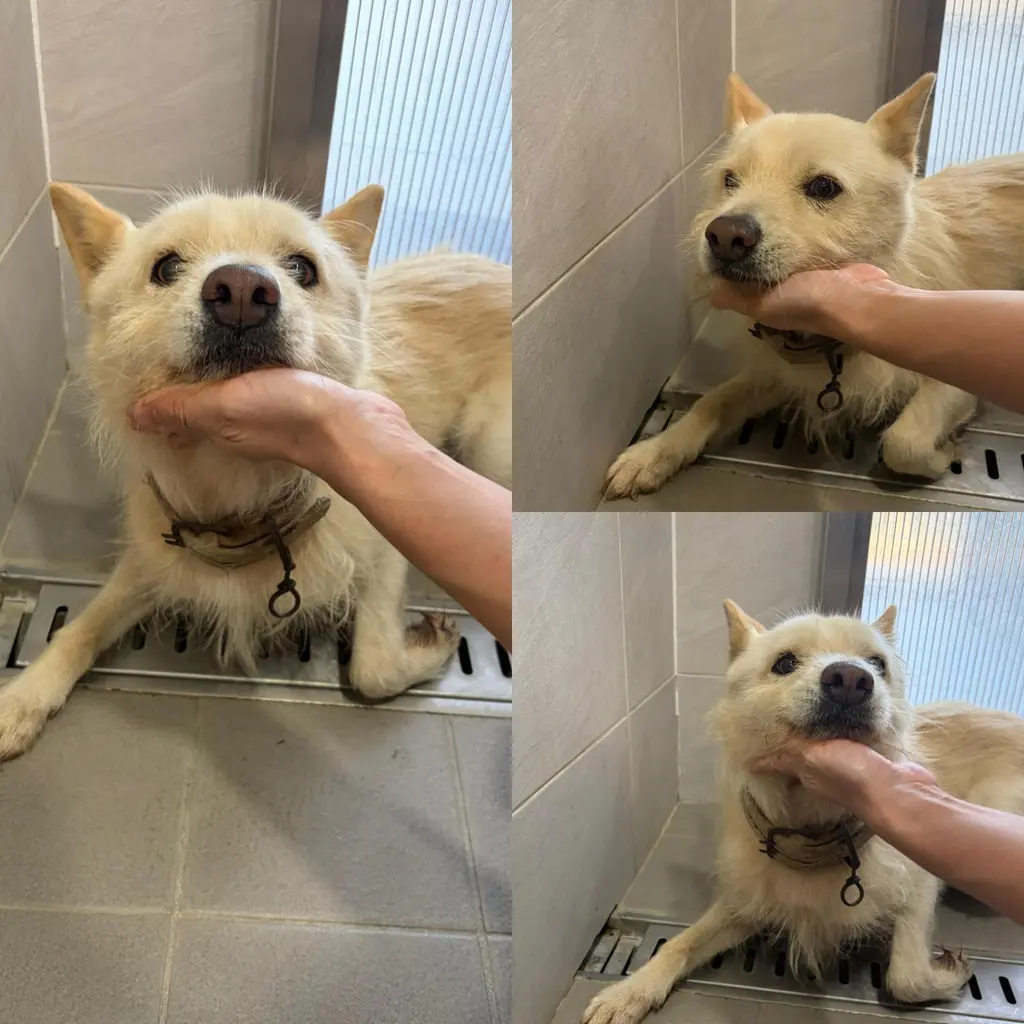 믹스견 보호중 사진