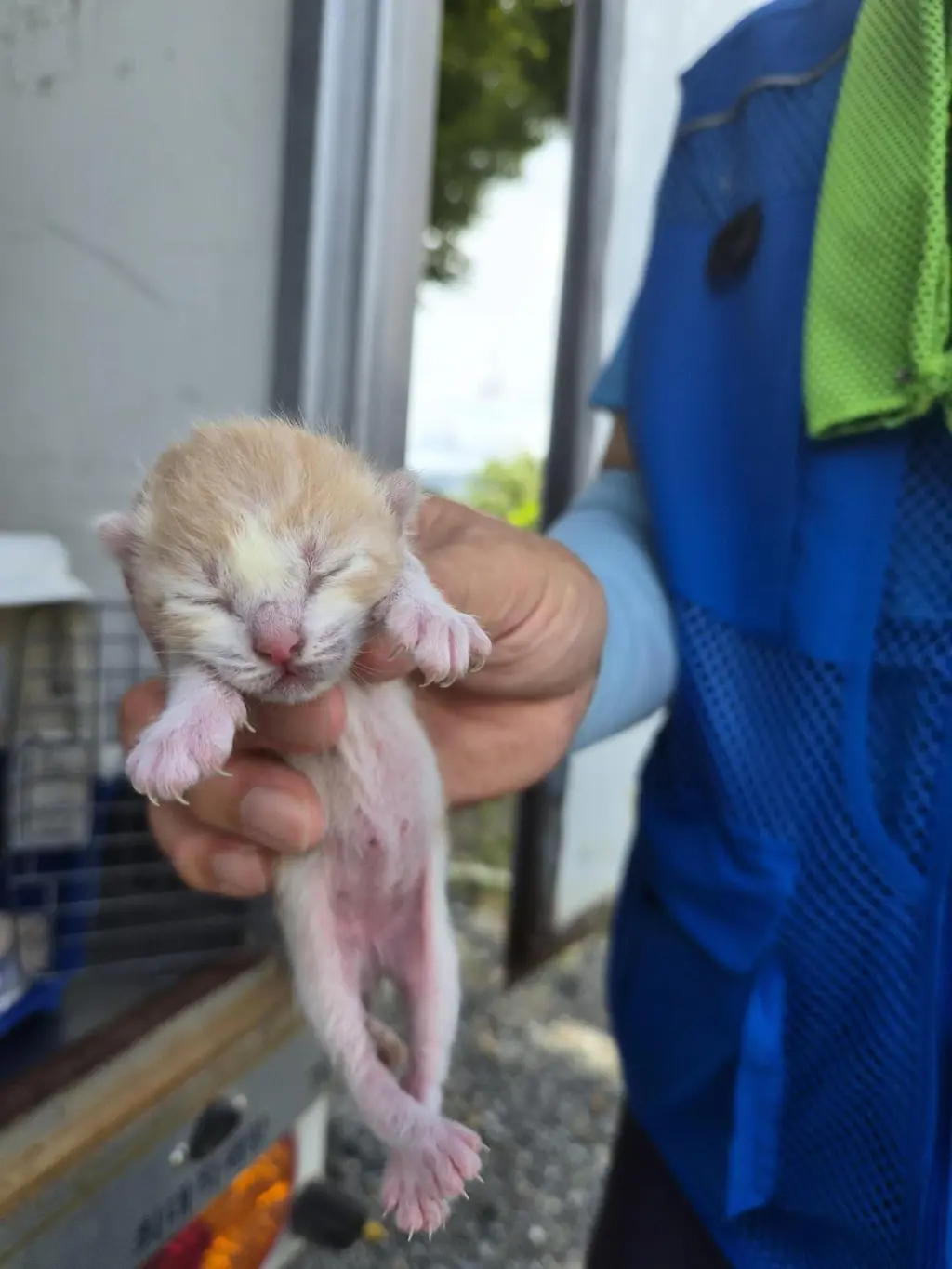 한국 고양이 보호중 사진